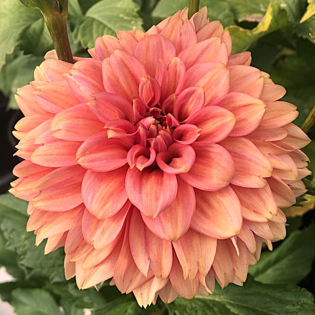 Dahlia Iced Tea